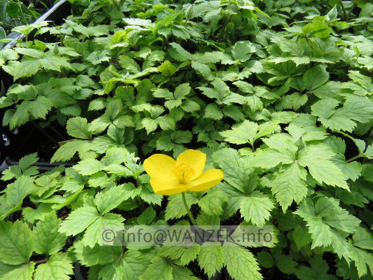 Hylomecon japonicum 01.JPG